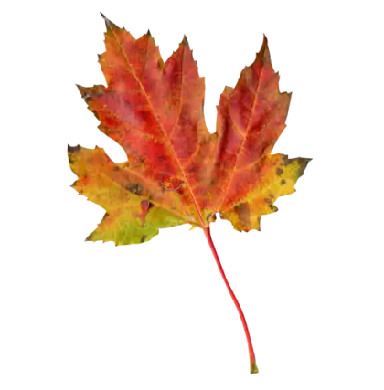 Autumn Maple Leaf with Red and Yellow Colors