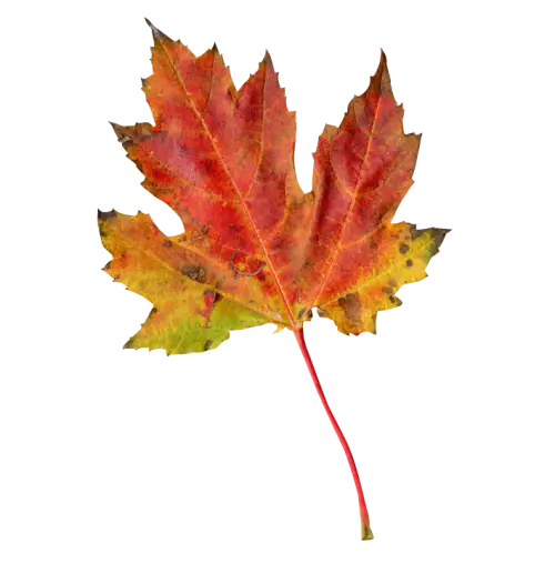 Autumn Maple Leaf with Red and Yellow Colors