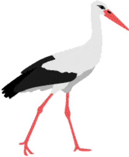 Stork Bird Illustration
