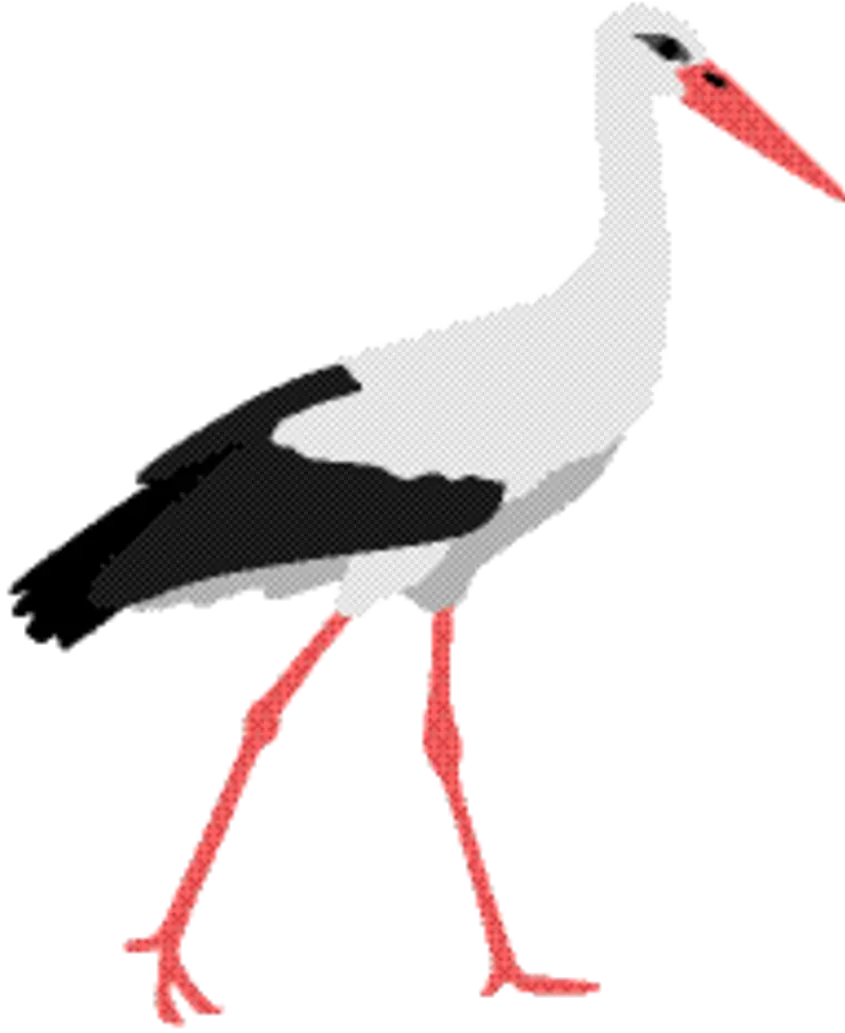 Stork Bird Illustration