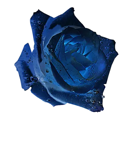 Blue Rose with Water Droplets