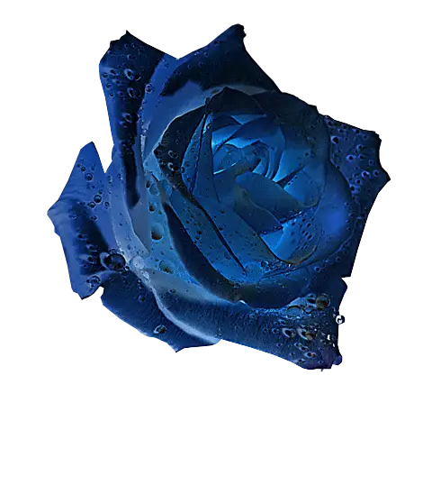 Blue Rose with Water Droplets