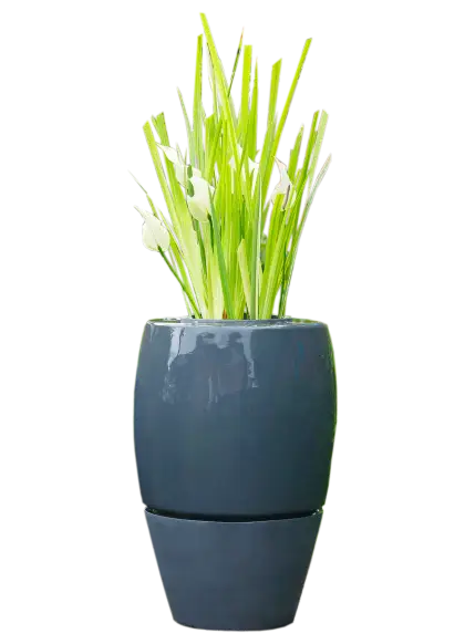 Potted Plant with Green Leaves