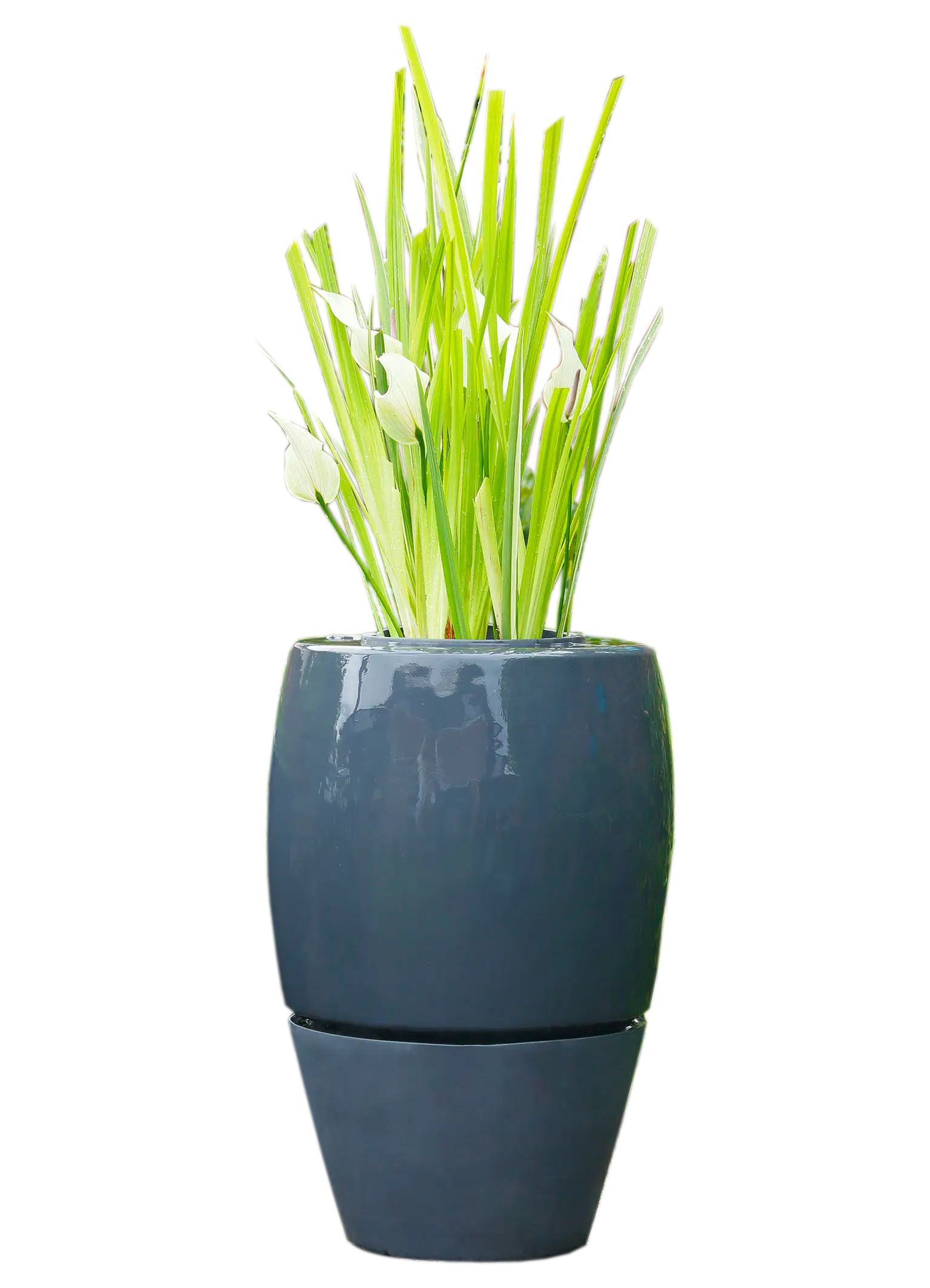 Potted Plant with Green Leaves