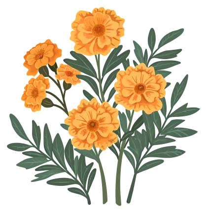 Marigold Flowers with Leaves Illustration