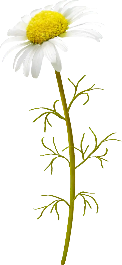 Daisy Flower for Nature Themes