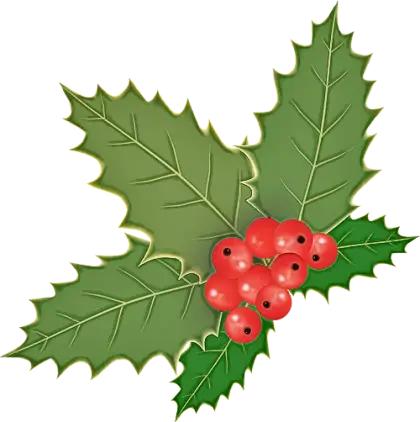 Holly Leaves with Red Berries for Festive Decor