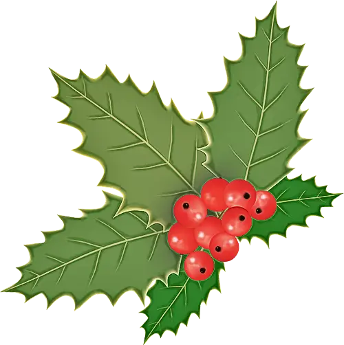 Holly Leaves with Red Berries for Festive Decor