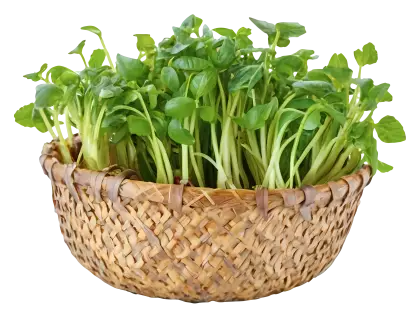 Basket of Fresh Green Vegetables