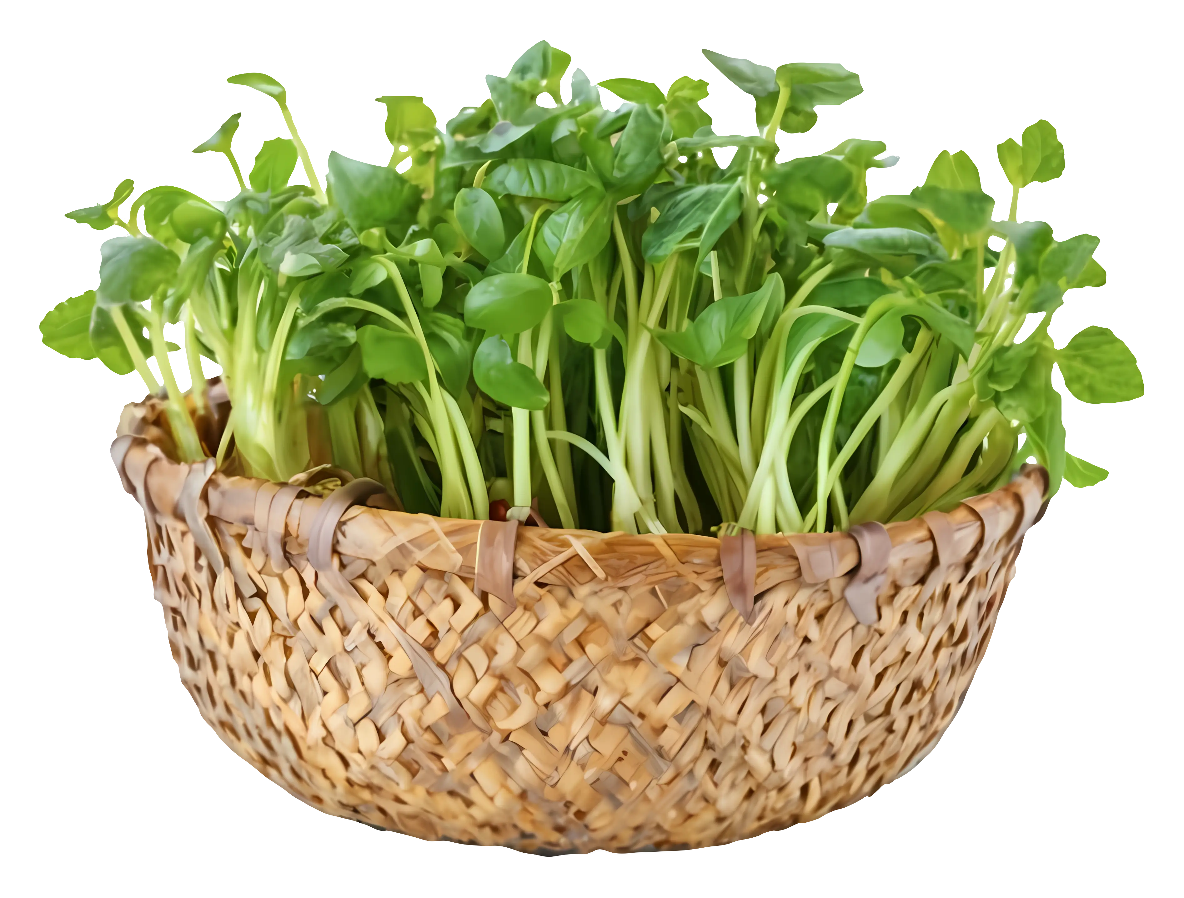 Basket of Fresh Green Vegetables