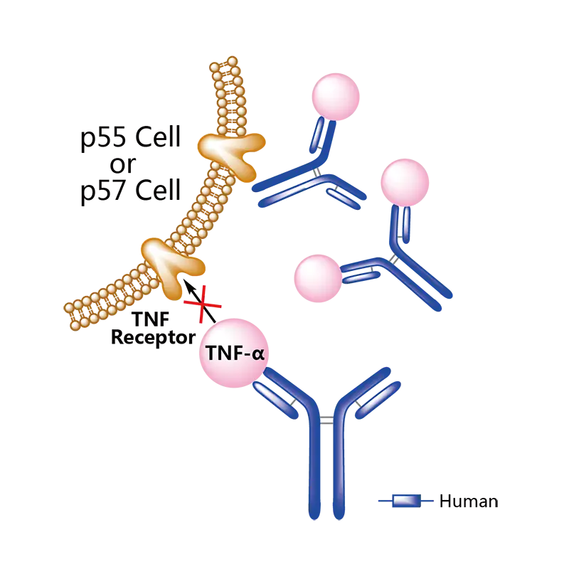 Scientific Diagram of TNF Receptor Mechanism