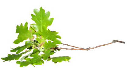 Green Oak Twig with Fresh Leaves