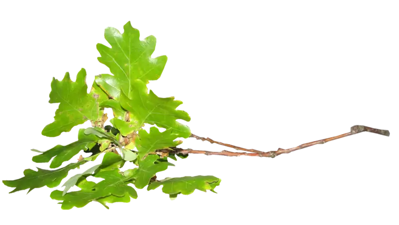 Green Oak Twig with Fresh Leaves