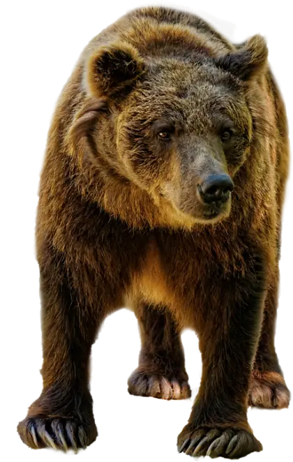 Grizzly Bear in the Wild