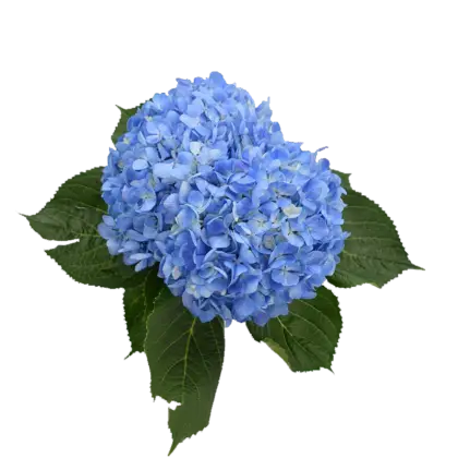 Beautiful Blue Hydrangea with Green Leaves