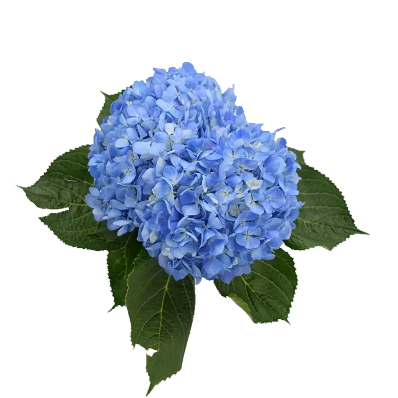 Beautiful Blue Hydrangea with Green Leaves