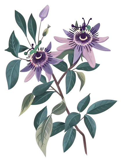 Purple Passionflower Botanical Illustration