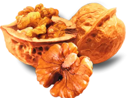 Fresh Walnuts with Shell and Kernels