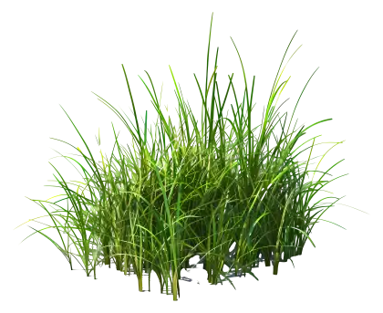 Lush Green Grass Patch