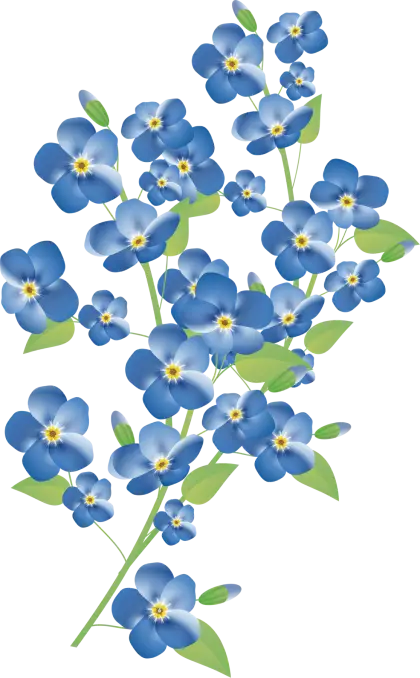 Blue Forget-Me-Not Flowers Illustration