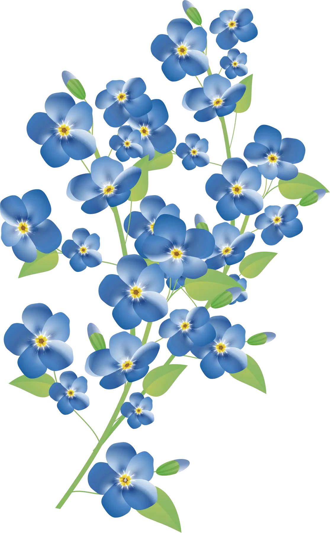 Blue Forget-Me-Not Flowers Illustration