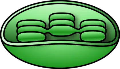 Cartoon Illustration of a Chloroplast for Biology Education