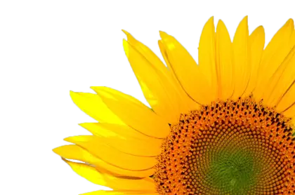 Yellow Sunflower Close-up