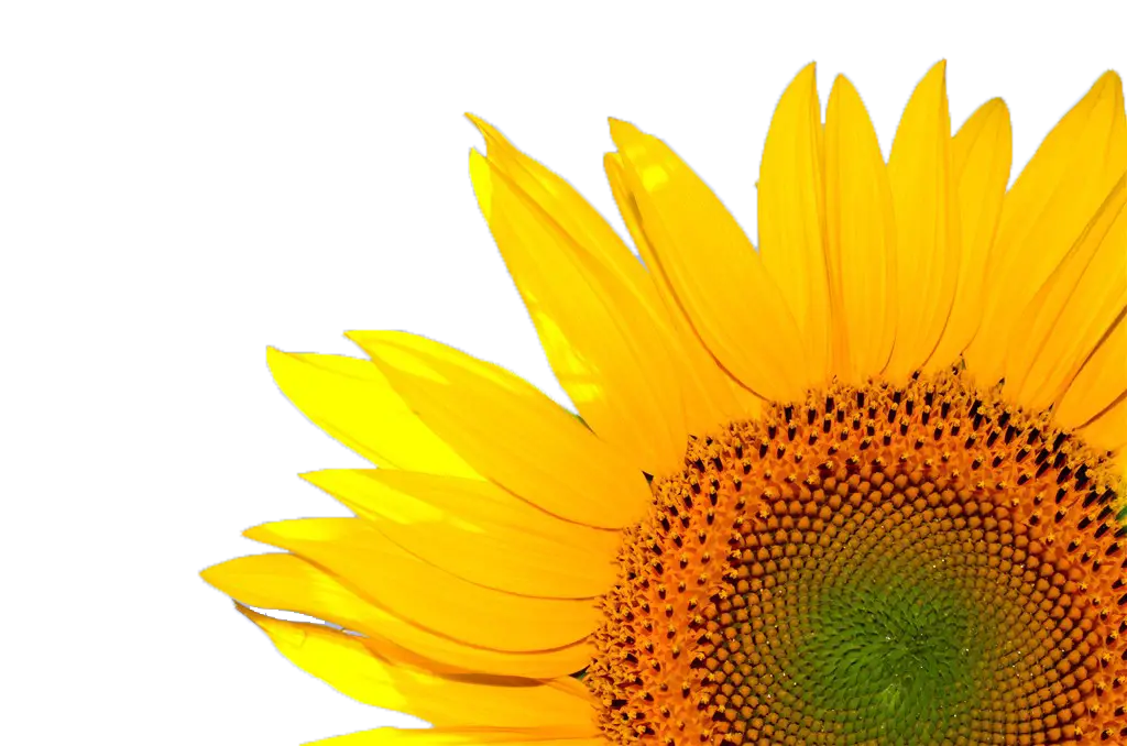 Yellow Sunflower Close-up