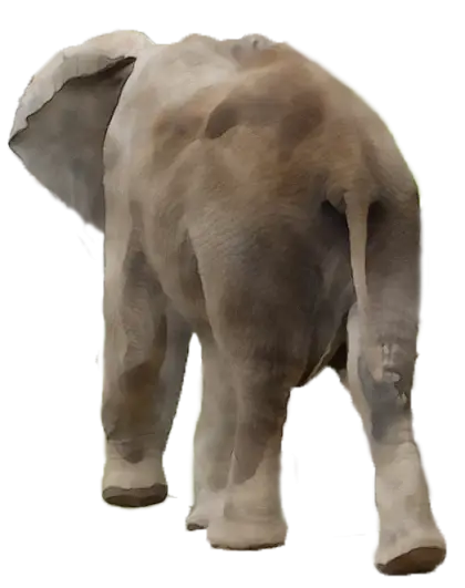 Elephant Back View in Natural Pose