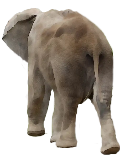 Elephant Back View in Natural Pose
