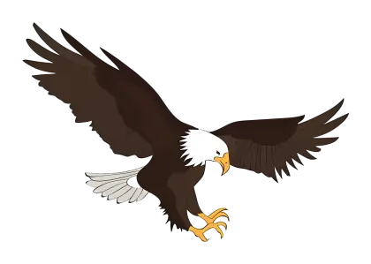 Majestic Bald Eagle Flying Illustration