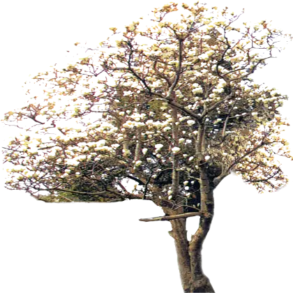 Blooming Tree with White Flowers