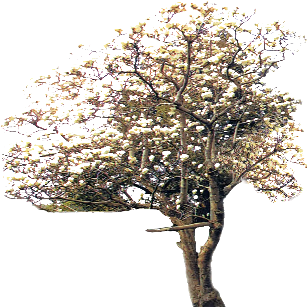 Blooming Tree with White Flowers