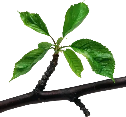 Green Leaves on a Branch