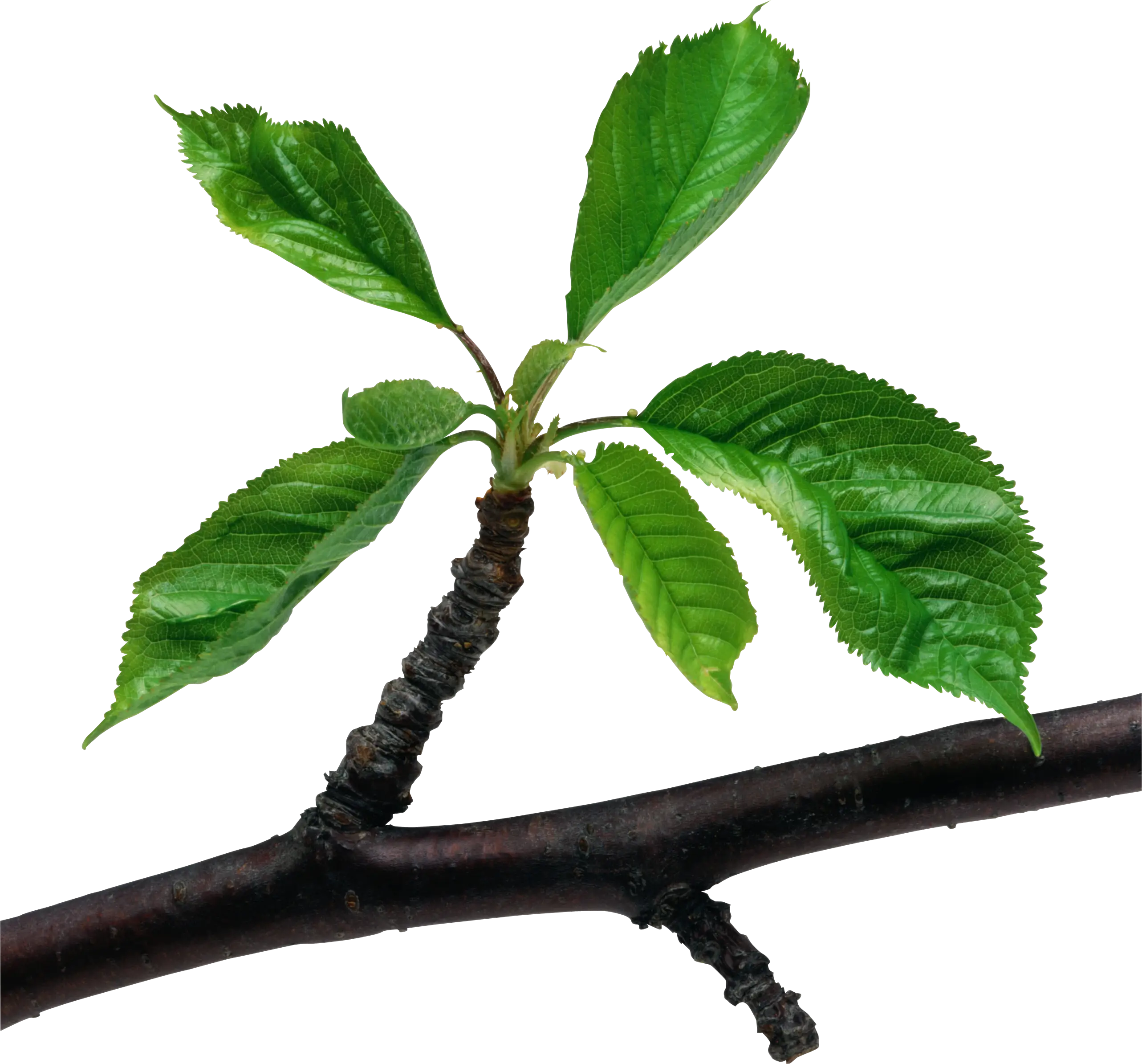 Green Leaves on a Branch