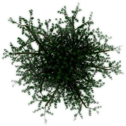 Green Tree with Branches