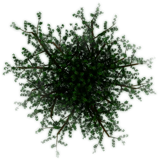 Green Tree with Branches