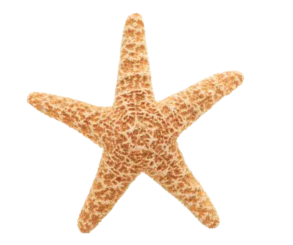 Textured Starfish Illustration
