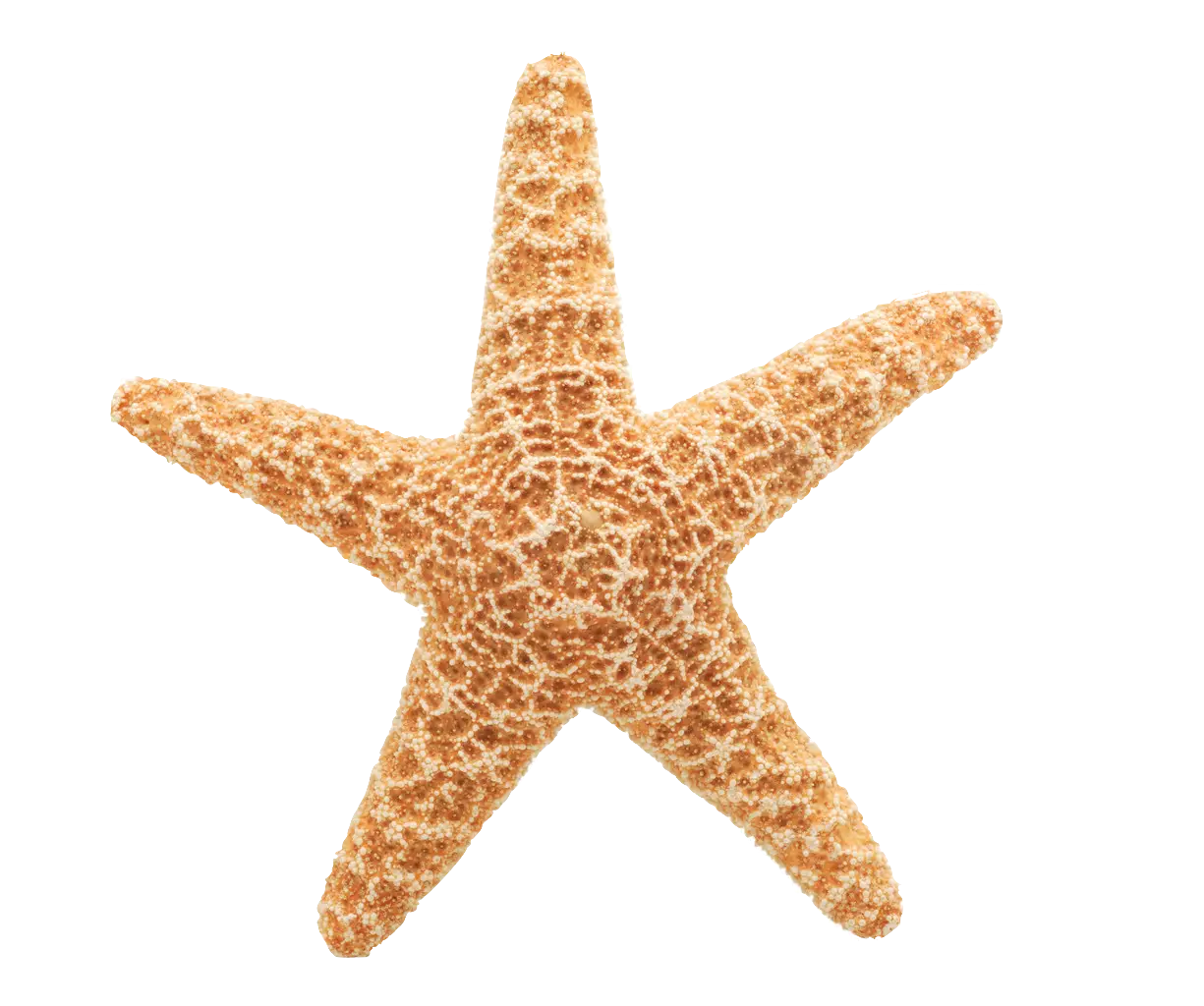 Textured Starfish Illustration