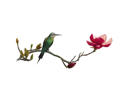 Bird on Flowering Branch