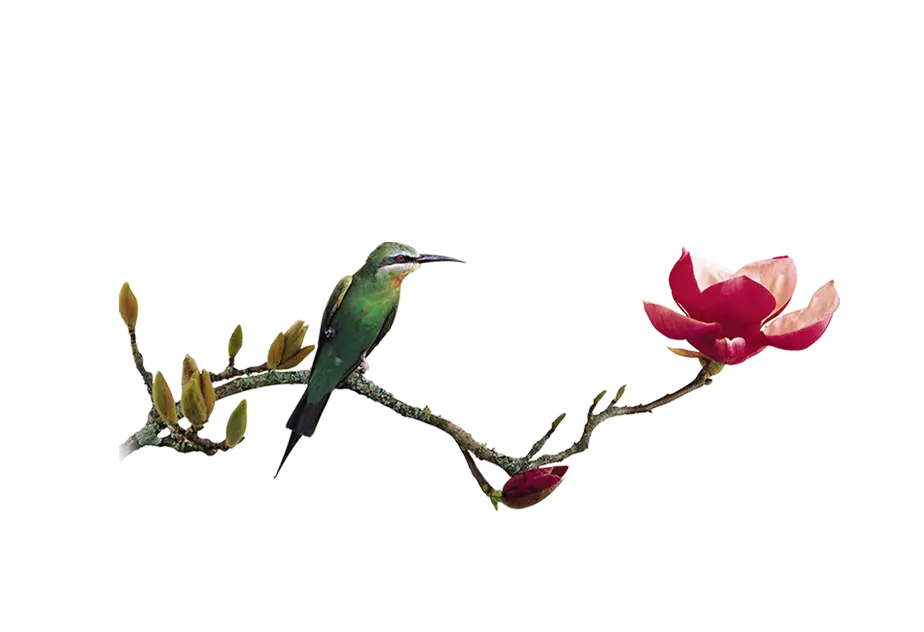 Bird on Flowering Branch