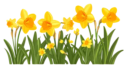 Spring Blooming Flowers