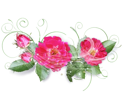 Illustration of Pink Roses with Green Leaves
