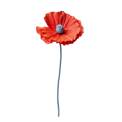 Detailed Illustration of a Single Red Poppy