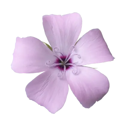 Purple Flower with Delicate Petals