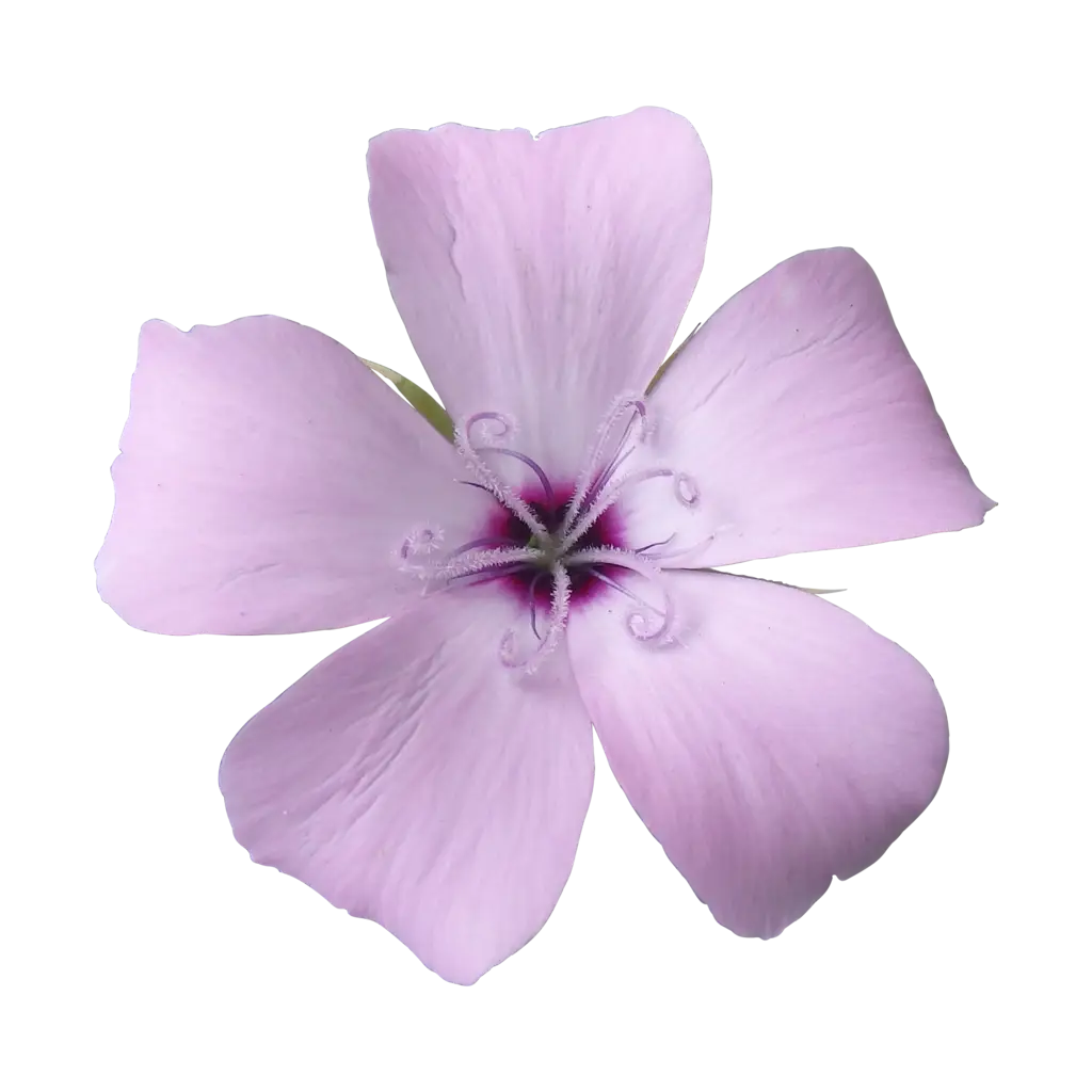 Purple Flower with Delicate Petals