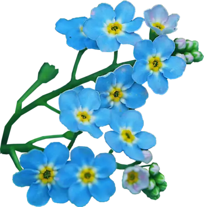 Beautiful Blue Flowers in Bloom
