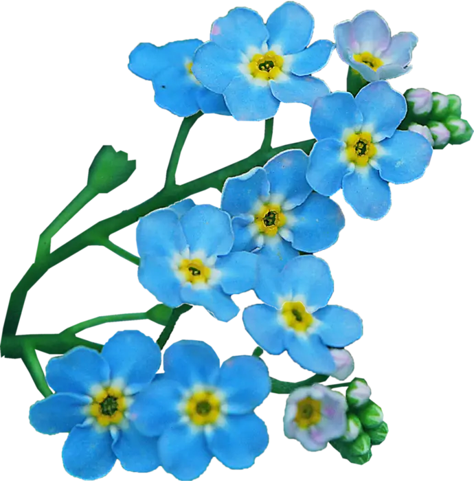 Beautiful Blue Flowers in Bloom