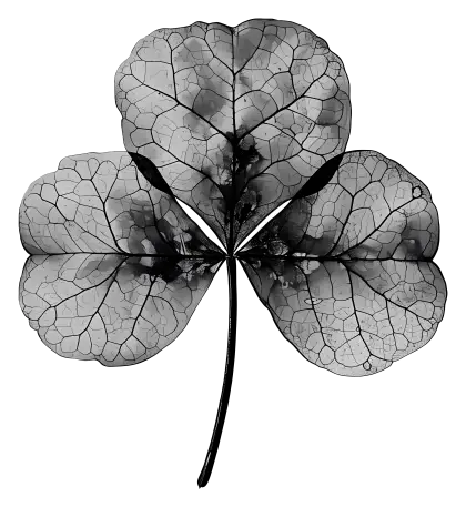 Artistic Black Leaf with Veins