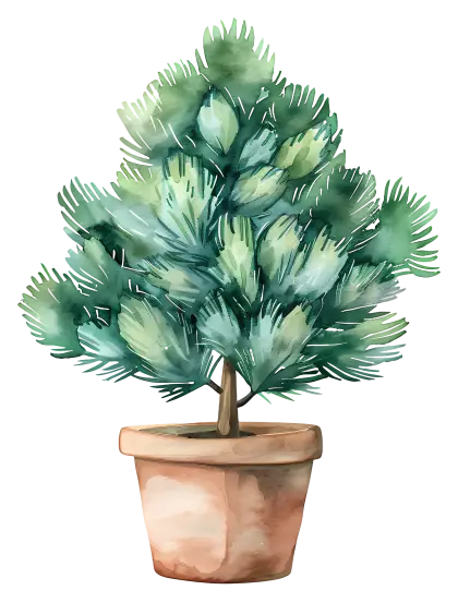 Potted Pine Tree Illustration